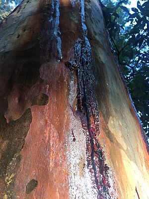 Forest red gum (Eucalyptus tereticornis)
