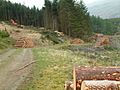 Forestry on Harter Fell
