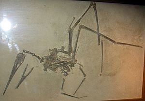 Fossil pterosaur