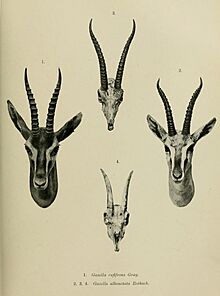 Gazella rufifrons and Gazella albonotata Rothschild, 1903
