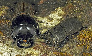 Geodorcus helmsi