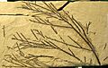 Glyptostrobus 01