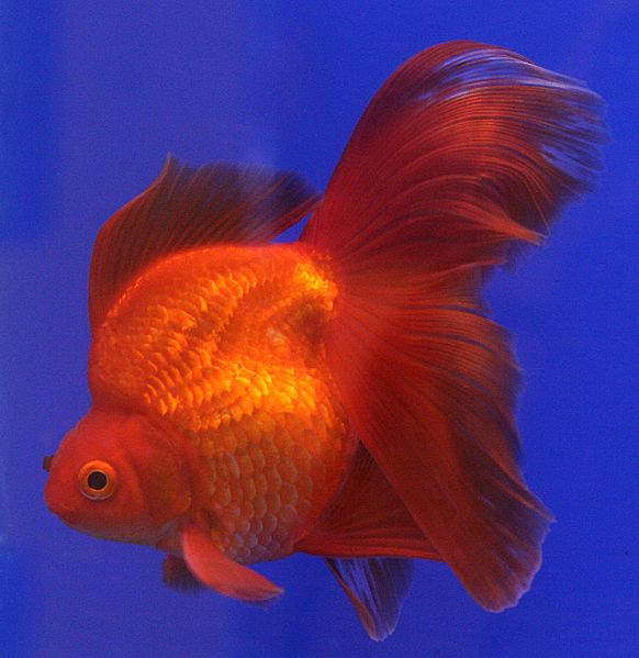 Goldfish Ryukin