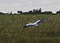 Great Blue Heron flying over grass in the Everglades
