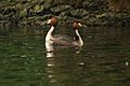 Great Crested Grebe Podiceps cristatus courtship display by Raju Kasambe 21