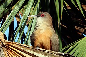 Great lizard-cuckoo (Saurothera merlini merlini) Cu