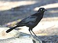 Greater Antillean Grackle RWD3