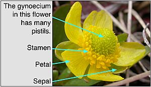 Gynoecium diagram for Simple wikipedia
