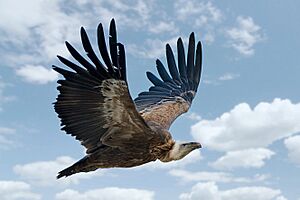 Gyps fulvus in flight