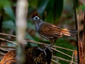 Hafferia fortis Sooty Antbird (female); Porto Velho, Rondônia, Brazil.jpg