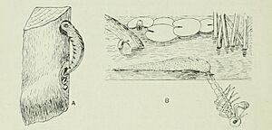 Hatching of Lestes viridis Vand by Tillyard based on Abbe Pierre (1904)
