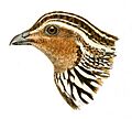 Head of Coturnix pectoralis - Herbert Goodchild