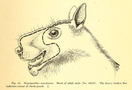 Hypsignathus monstrosus cheeck pouch
