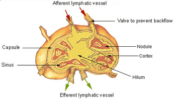 Illu lymph node structure