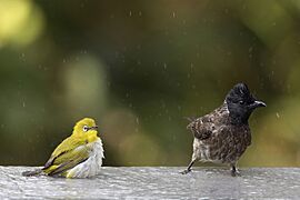 Indian white-eye (Zosterops palpebrosus egregius) and Red-vented bulbul (Pycnonotus cafer haemorrhousus) 2