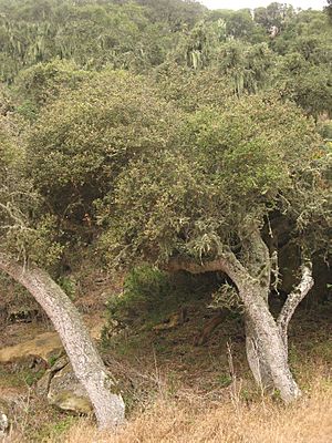 Island Oak in Santa Rosa Island.jpg