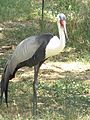 Jackson Zoo Wattled Crane