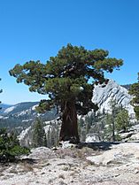 Juniperus occidentalis subsp australis Yosemite