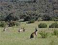Kangaroos Maranoa
