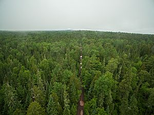 Keweenaw Forest