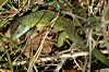 Lacerta viridis01.jpg