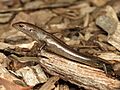 Lampropholis delicata (9047218439)