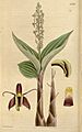Liparis walkeriae - Curtis' 66 (N.S. 13) pl. 3770 (1840)
