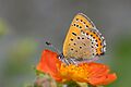 Lycaena helle