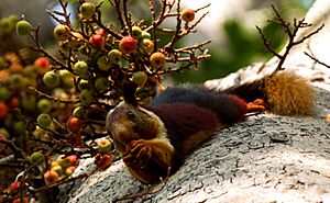 Malabar giant squirrel by N. A. Naseer