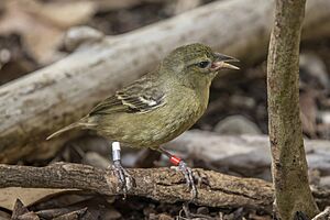 Mauritius fody (Foudia rubra) female.jpg