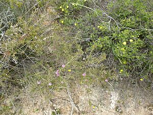 Melaleuca tinkeri (habit)