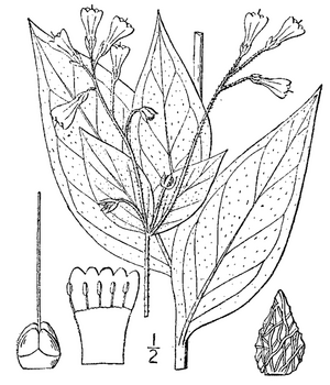 Mertensia paniculata