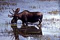 Moose-00473