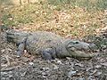 Mugger crocodile1
