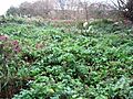 Narborough Bog 2