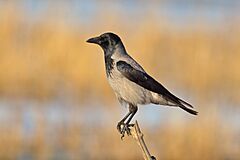 Nebelkrähe Corvus cornix.jpg