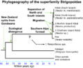 Nestoridae phylogeography