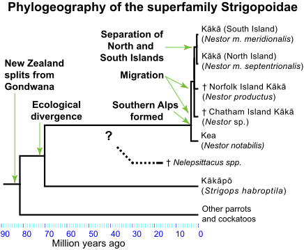Nestoridae phylogeography