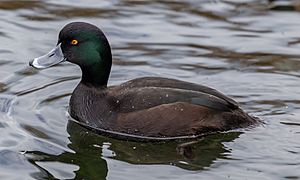 New Zealand scaup, The Groynes, Christchurch, New Zealand.jpg