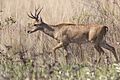 O. bezoarticus buck