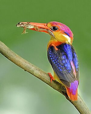 Oriental dwarf kingfisher (Ceyx erithaca) Photograph by Shantanu Kuveskar.jpg
