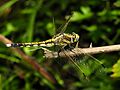 Orthetrum albistylum (young female) (1)