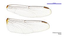 Orthetrum migratum female wings (34249168423)