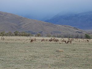 Owens-Valley-Elk