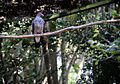 Patagioenas speciosa -Zooparque Itatiba, Sao Paulo State, Brazil -adult-8a