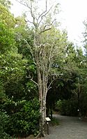 Pennantia corymbosa tree11