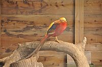 Pheasant at Sudeley Castle (5100)