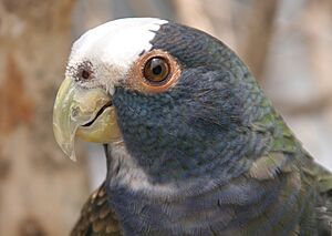 Pionus senilis guatemala 2