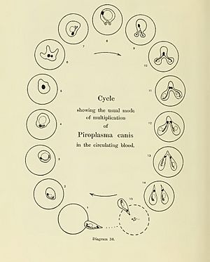 Piroplasma canis life cycle Nuttall 1907 29