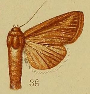 Pl.36-fig.36-Aletia tincta (Walker, 1858) (syn.Cirphis dialeuca).JPG